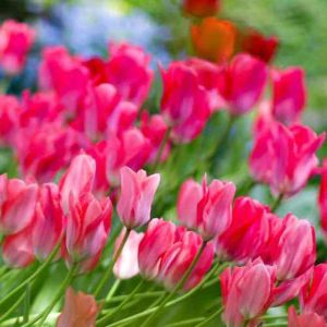 دانلود اهنگ دیگه دروغ نمیگم میخوام برم بمیرم