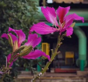 دانلود آهنگ هنوزم درمان قلبمی تو ضربان نبضمی تو