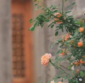 دانلود آهنگ ترمه و اطلس بیارید