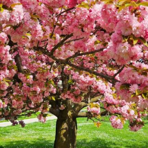دانلود آهنگ محسن چاوشی و علیرضا قربانی نیامدی