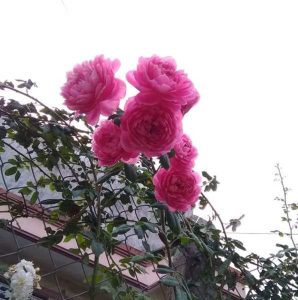 دانلود آهنگ محسن چاوشی چنگ دانلود آهنگ محسن چاوشی چنگ