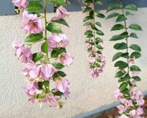 دانلود آهنگ محسن چاوشی دزیره دانلود آهنگ محسن چاوشی دزیره