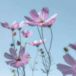 دانلود آهنگ محسن چاوشی قوم به حج رفته دانلود آهنگ محسن چاوشی قوم به حج رفته