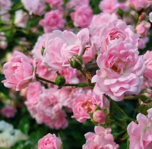 دانلود ریمیکس خوشگلای من توجه کنن