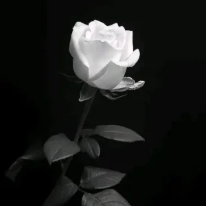 دانلود آهنگ آرزو دارم که مرگت را ببینم بر مزارت دسته های گل بچینم دانلود آهنگ آرزو دارم که مرگت را ببینم بر مزارت دسته های گل بچینم