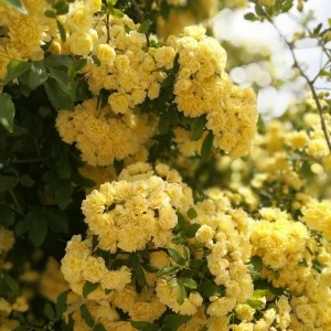 دانلود آهنگ نسترن با تو دل من توی گلخونه یاره دانلود آهنگ نسترن با تو دل من توی گلخونه یاره