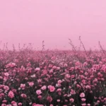دانلود ریمیکس کاری که با من هاکردی دشمن نکرده